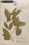 Rinorea viridifolia Rusby, BOLIVIA, F