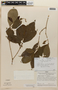 Rinorea viridifolia Rusby, PERU, F