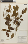 Rinorea viridifolia Rusby, PERU, F