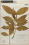 Rinorea riana Kuntze, SURINAME, F