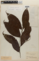 Rinorea sprucei (Eichler) Kuntze, BRAZIL, F