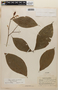 Rinorea ulmifolia Kuntze, COLOMBIA, F