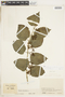 Cissus verticillata (L.) Nicolson & C. E. Jarvis, COLOMBIA, F