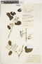 Cissus verticillata (L.) Nicolson & C. E. Jarvis, COLOMBIA, F