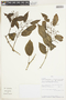 Cissus verticillata subsp. verticillata, PERU, F