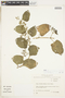 Cissus verticillata (L.) Nicolson & C. E. Jarvis, ECUADOR, F