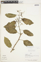 Cissus verticillata (L.) Nicolson & C. E. Jarvis, PERU, F