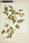 Cissus verticillata (L.) Nicolson & C. E. Jarvis, ARGENTINA, F