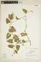 Cissus verticillata (L.) Nicolson & C. E. Jarvis, PERU, F