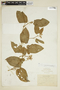 Cissus verticillata (L.) Nicolson & C. E. Jarvis, BOLIVIA, F