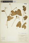 Cissus verticillata (L.) Nicolson & C. E. Jarvis, ARGENTINA, F