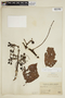 Cissus gongylodes (Baker) Planch., PERU, F