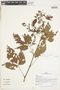 Cissus peruviana Lombardi, PERU, F