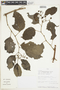 Cissus pseudoverticillata Lombardi, PERU, F