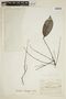 Maytenus longipes Briq., COLOMBIA, F