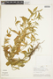 Hybanthus attenuatus (Humb. & Bonpl. ex Schult.) Schulze-Menz, PERU, F