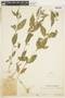 Hybanthus attenuatus (Humb. & Bonpl. ex Schult.) Schulze-Menz, COLOMBIA, F