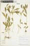 Hybanthus attenuatus (Humb. & Bonpl. ex Schult.) Schulze-Menz, PERU, F