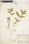 Hybanthus attenuatus (Humb. & Bonpl. ex Schult.) Schulze-Menz, COLOMBIA, F