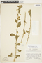 Hybanthus calceolaria (L.) Schulze-Menz, SURINAME, F