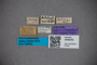 3048242 Stenus hummleri Bernhauer 1929 ST labels IN