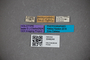 3048244 Stenus parcepunctatus HT labels IN