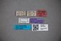 3048262 Stenus latus ST labels2 IN