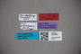 3048267 Stenus pulchripennis HT labels2 IN