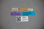 3048273 Stenus quadrispinus HT labels IN