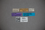 3048275 Stenus regalis ST labels IN