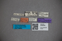 3048282 Stenus ruandae ST labels IN