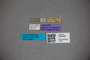 3048289 Stenus sanctaecatharinae ST labels IN