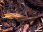 Astomiopsis amblyocalyx image
