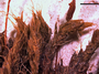 Grimmia pulvinata image