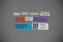 3048293 Stenus sauterianus HT labels IN