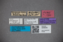 3048300 Stenus scruposus HT labels2 IN
