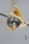 3130416 Merosargus mirabilis PT h IN