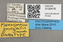 3130416 Merosargus mirabilis PT labels IN