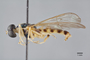 3130416 Merosargus mirabilis PT p IN