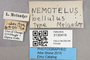 3130419 Nemotelus bellulus T labels IN