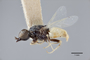 3130422 Nemotelus kansensis T p IN