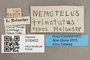 3130422 Nemotelus kansensis T labels IN