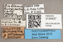 3130427 Archipialea setipennis HT labels IN