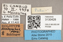 3130428 Arrhynchus penai HT labels IN
