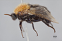 3130428 Arrhynchus penai HT p IN