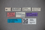 3048307 Stenus sericeovillosus ST labels IN