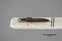 3048307 Stenus sericeovillosus ST p IN