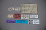 3048310 Stenus setosus HT labels2 IN