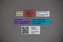 3048314 Stenus simulans ST labels2 IN