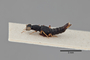 3048314 Stenus simulans ST p IN